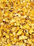 Ginkgo Biloba yellow leaves